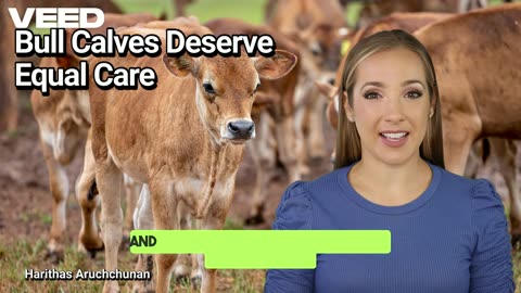 Bull Calves Deserve Equal Care:A Call for Compassion and Responsibility