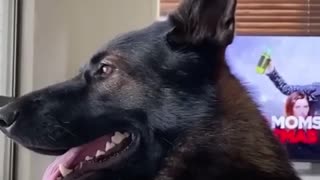 🐶💥 This Retired Police Dog's Reaction is INSANE! | FunFM