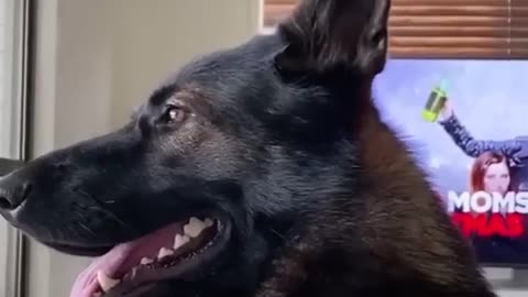 🐶💥 This Retired Police Dog's Reaction is INSANE! | FunFM
