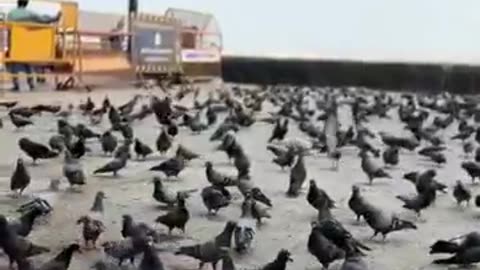 Flock Of Birds❤️ Taj Hotel