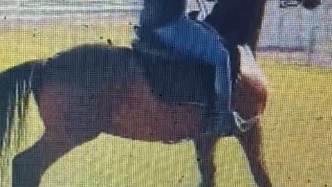 Sparky the Dancing Horse