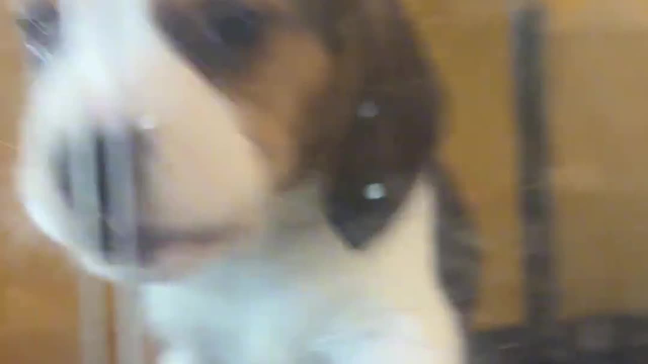 You can always instantly tell which dog is barking, no matter how many dogs are in the store.