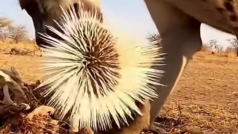 A hedgehog left 100 holes in a hyena's mouth
