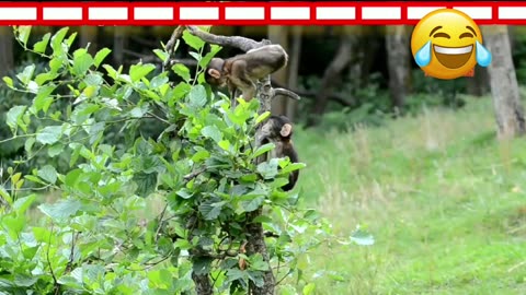 Monkey to Monkey Funny video -Funny & Cute Animals 😅