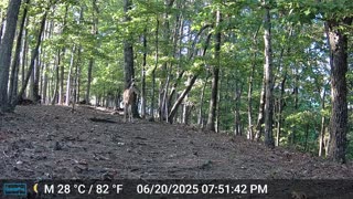 The Woods – 06/22/2025