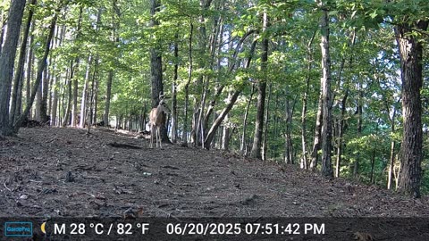 The Woods – 06/22/2025