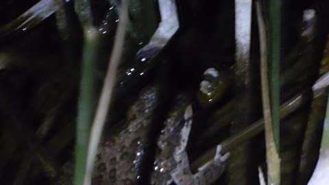 Again the toad is chill!