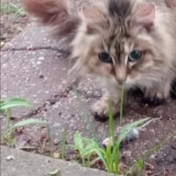 I told her she couldn't bring it inside... so she ate it, lol