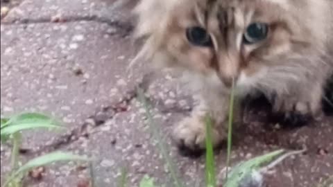 I told her she couldn't bring it inside... so she ate it, lol