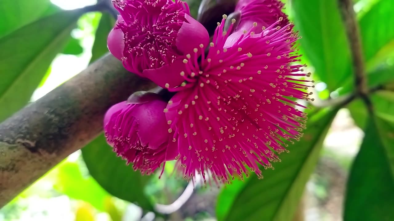 Jambo Flowers/Flor de jambo rosa/Rose Apple Flowers