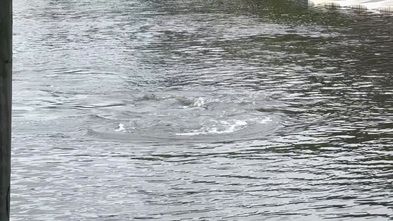 Manatee In The Backyard