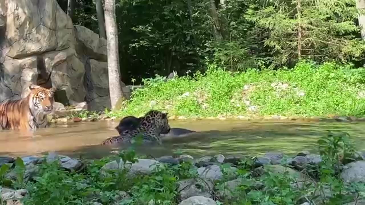 animals