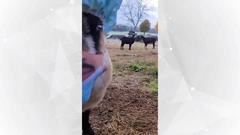 Funniest Dogs And Cats Videos | Funny Animal Videos 😃😇 #shorts