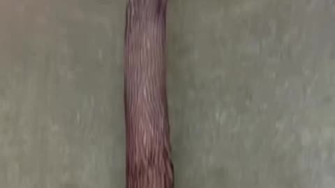 Trees grow anywhere