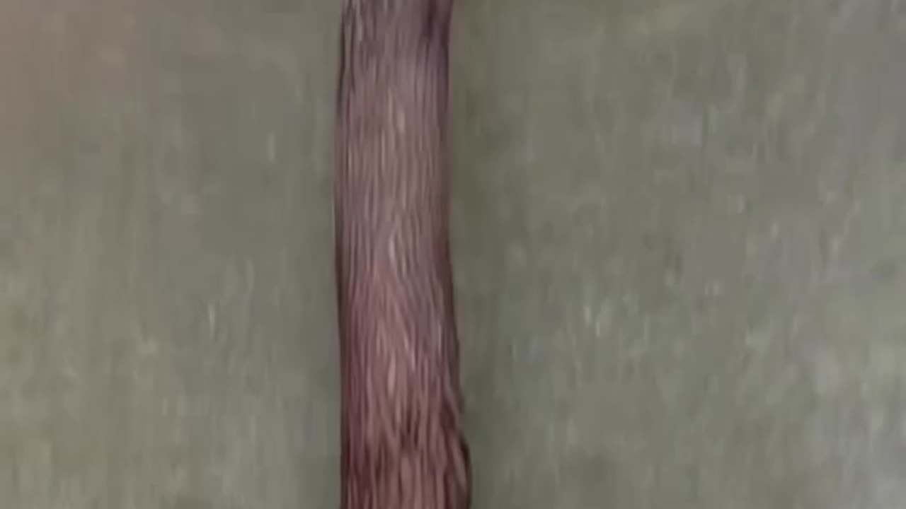 Trees grow anywhere