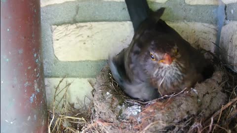 Parents feeding young blackbirds 🐥🐥🐥🐥🐛🐛🐛😋