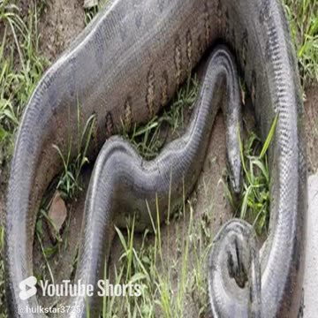 a maior sucuri de 30 metros.mp4