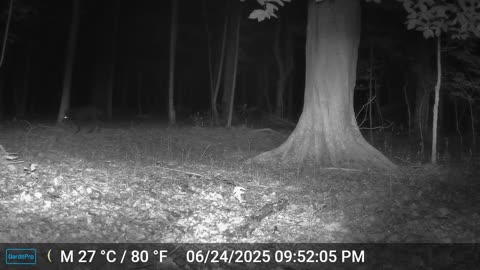 black coyote