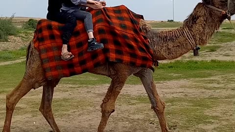 اشترانکوه ایران شتر سواری لذت بخش