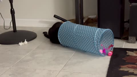 Cute Precious Piper Plays with Her Toys - Adopting a Cat from a Shelter Vlog