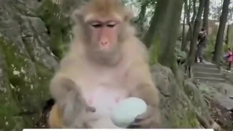 🐒😳 Monkey's Reaction to Century Egg is EPIC! | FunFM