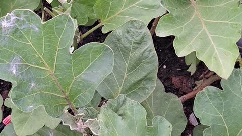 eggplant