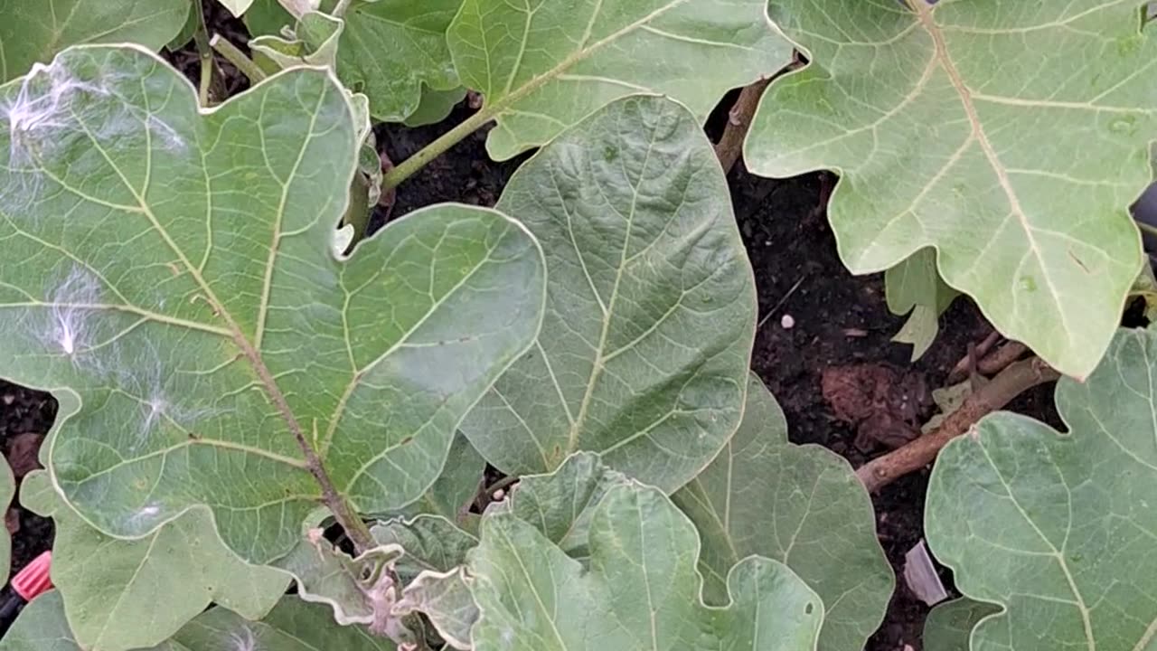 eggplant