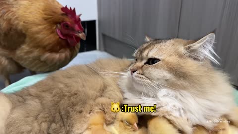 The hen suspects the kitten has stolen the chicks!The cat returned the chick to the hen.Funny cute