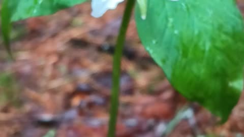 Painted Trillium