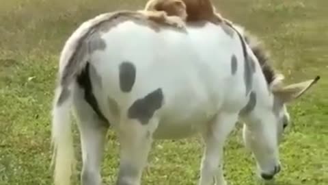 Got the high and the low covered