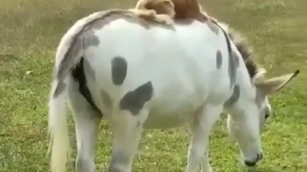 Got the high and the low covered