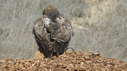 Redtail Hawk kills a rat.