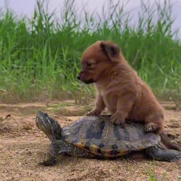 Ruff Riders 🐶💕🐢 | Sounds of Nature