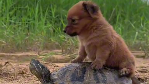 Ruff Riders 🐶💕🐢 | Sounds of Nature