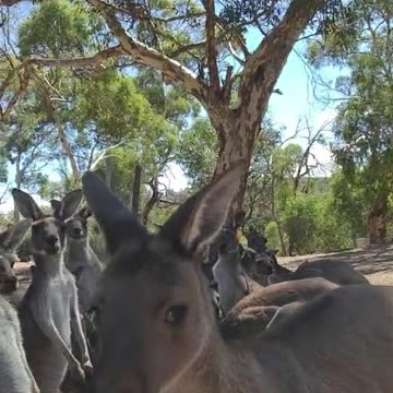 Kangaroo diaries only in Australia 🇦🇺