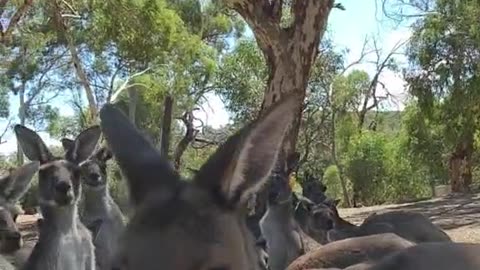 Kangaroo diaries only in Australia 🇦🇺