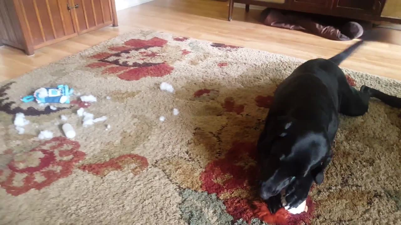 Riley vs. Squirrel