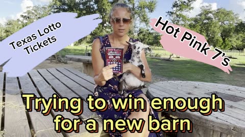Scratching five Hot Pink 7’s lotto tickets from Texas to win the money for a NEW barn.