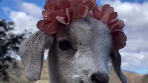 Cute little goatn💕