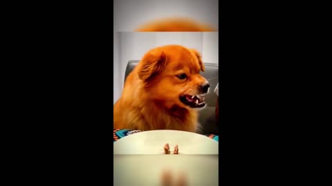 Cats vs Dogs: Who’s the Funniest Pet?"