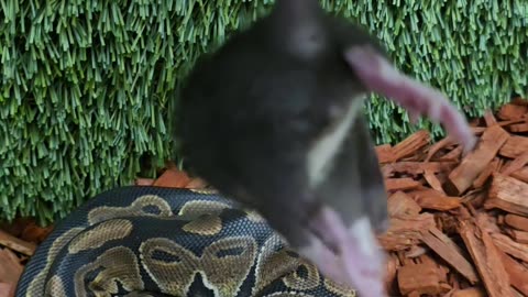 Feed me Seymour Feeding my ball python took forever