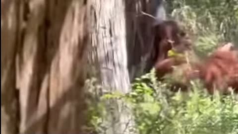 🦧MANIMAL CRITTER ( short )