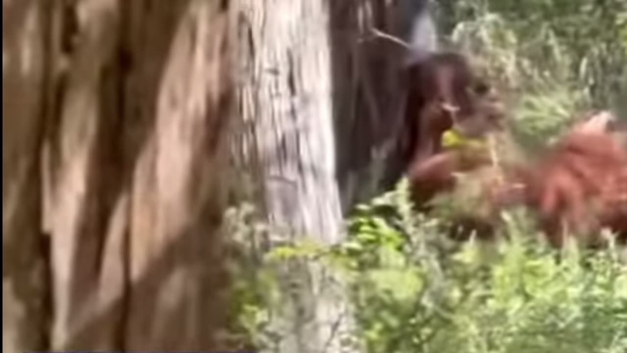 🦧MANIMAL CRITTER ( short )