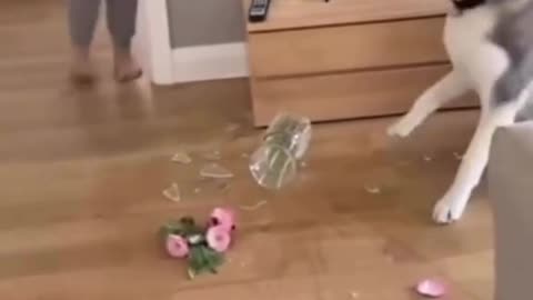 El perro: espera, puedo explicártelo