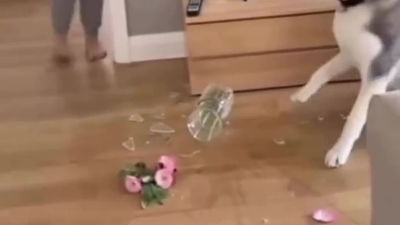 El perro: espera, puedo explicártelo