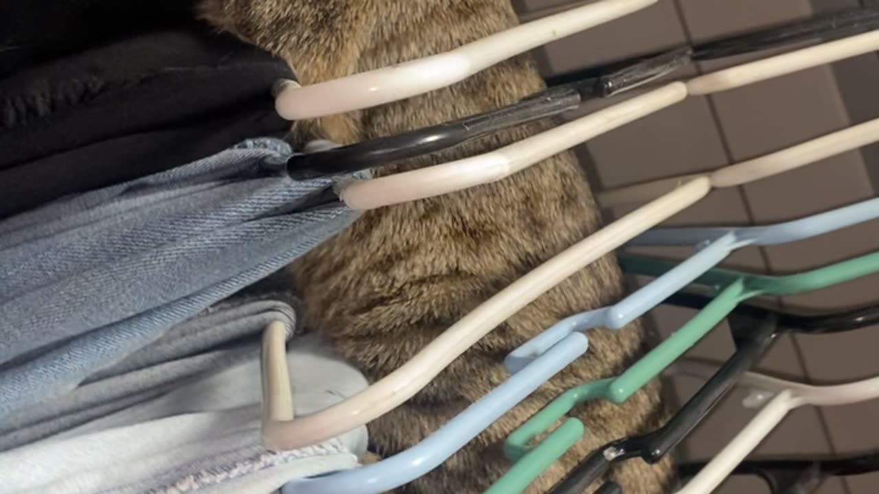 Silly Cat Climbs Through Closet Hangers
