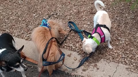 Kiko ChaCha Ciquis doggie walk Possible rain forecast so neighbors stay inside their houses202596932