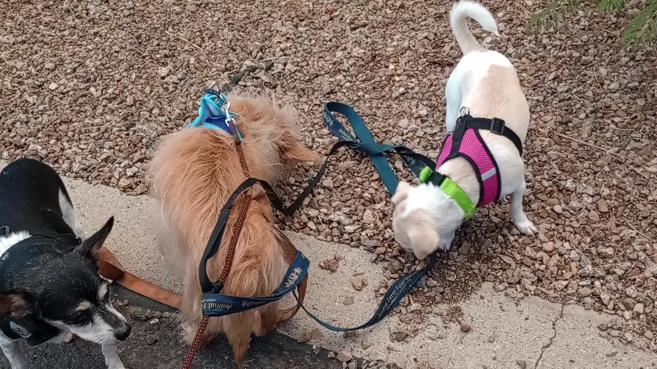 Kiko ChaCha Ciquis doggie walk Possible rain forecast so neighbors stay inside their houses202596932