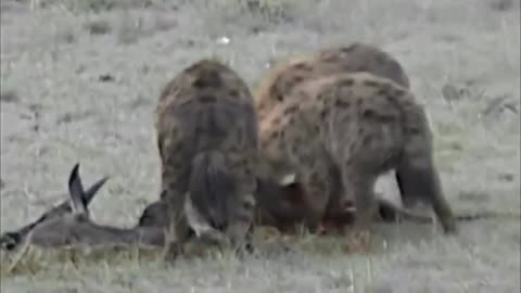 Hyenas Hunting & Devouring Prey!😮