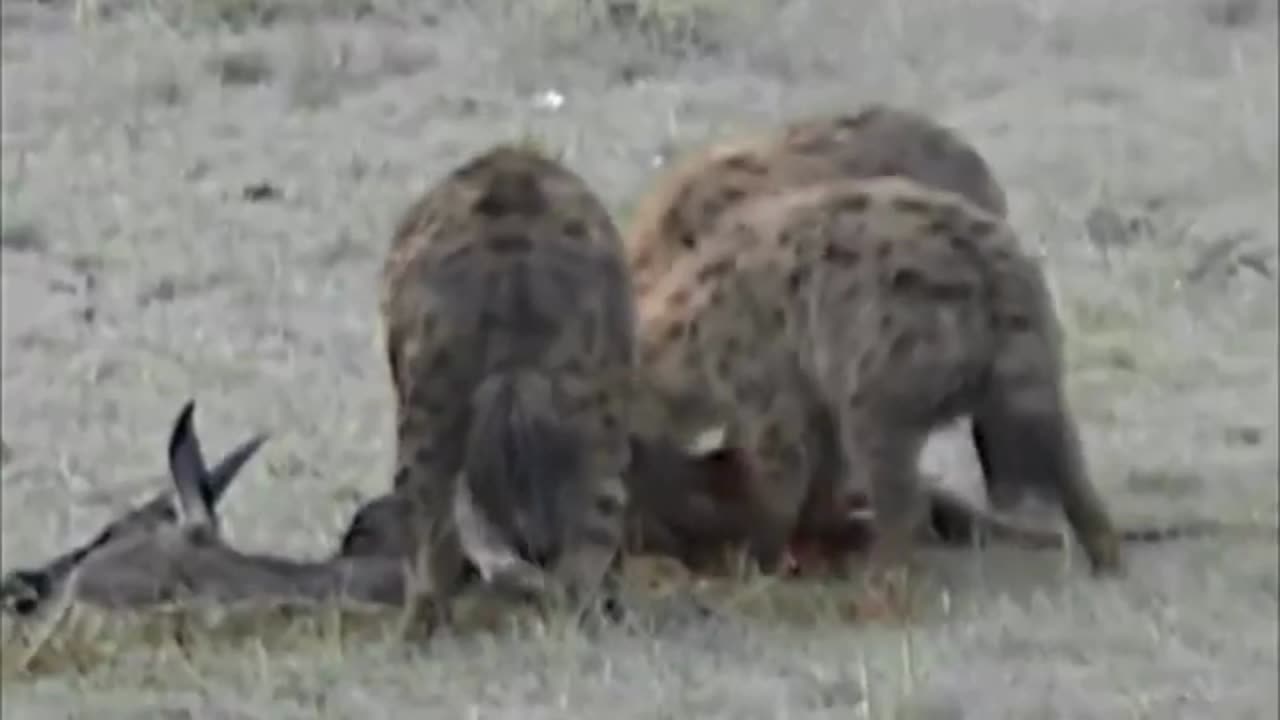 Hyenas Hunting & Devouring Prey!😮
